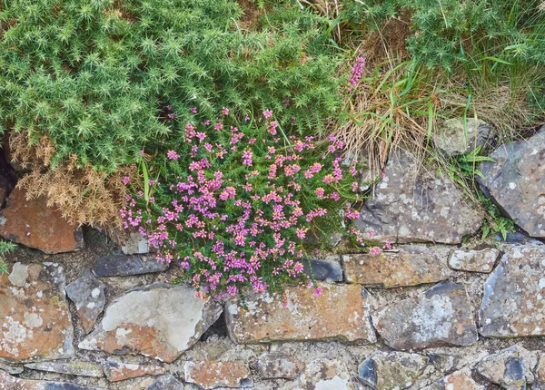 Oveja Carnero Con Cuernos Retorcidos Campo Verde Fotos De Stock Sin Royalties Gratis