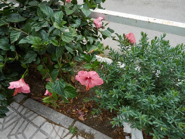 Hibiscus Virág Makro Területén Andalúzia — Stock Fotó