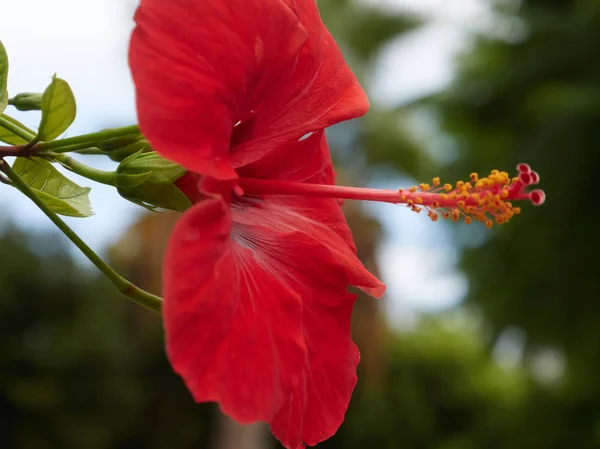Endülüs Bölgesinde Hibiscus Çiçek Makro — Stok fotoğraf