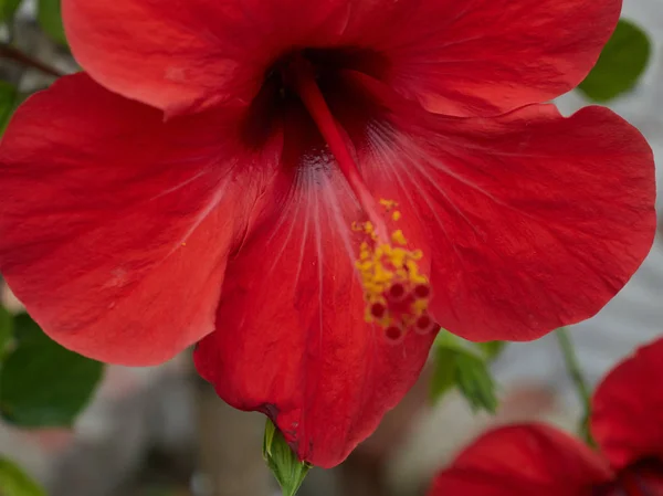 Цветочный Макро Hibiscus Андалусии — стоковое фото