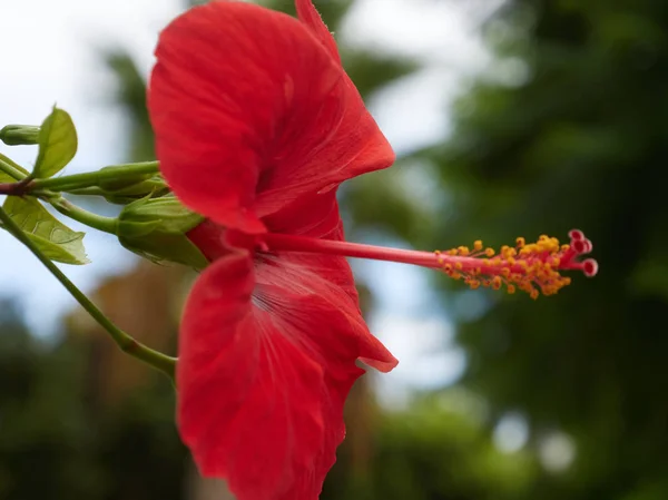 Macro Flor Hibisco Zona Andalucía — Foto de Stock