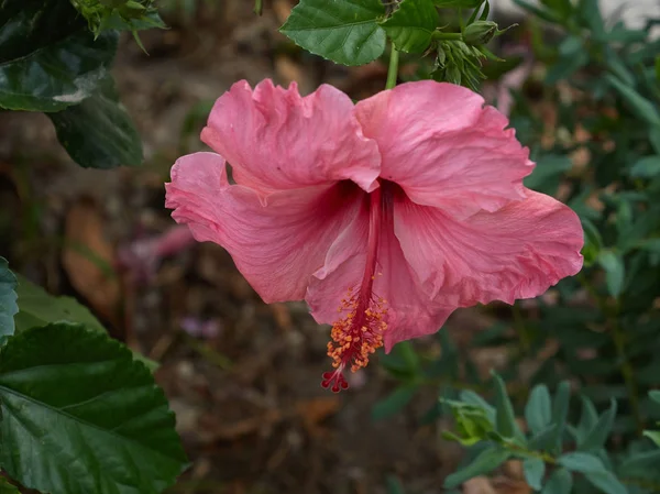 Квітка Гибискуса Макрос Області Андалусії — стокове фото