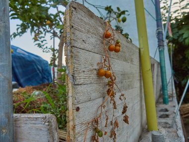 bir yaz öğleden sonra evimin bahçesinde limon ve domates