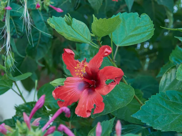 Nalı Almuecar Granada Endülüs Köyünde Çok Güzel Renklerde Çiçek — Stok fotoğraf
