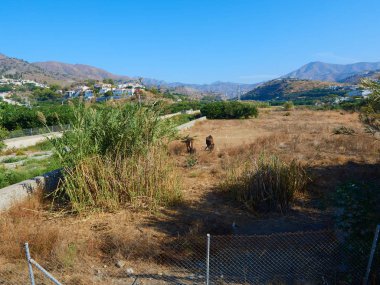 köy tarlasında otlayan iki ata bakarak at nalı