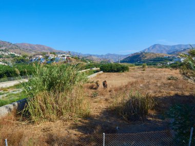köy tarlasında otlayan iki ata bakarak at nalı