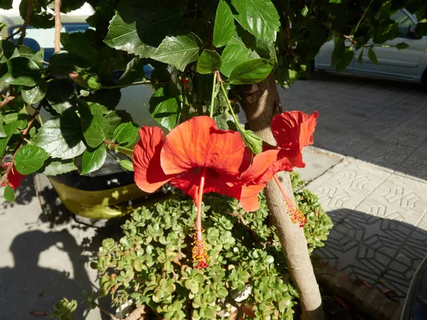 Flor Con Colores Muy Bonitos Pueblo Herradura Almuecar Granada Andalusia — Foto de Stock