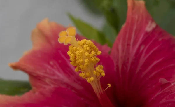 Makro Kwiatu Bardzo Pięknymi Kolorami Miejscowości Podkowy Almuecar Granada Andalusia — Zdjęcie stockowe