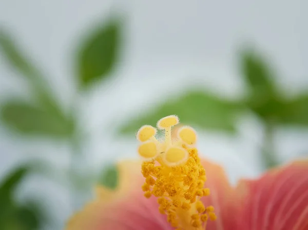 Macro Fleur Avec Très Belles Couleurs Dans Village Fer Cheval — Photo