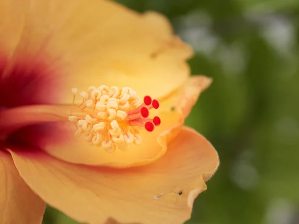 Macro Fleur Avec Très Belles Couleurs Dans Village Fer Cheval — Photo