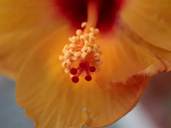 Macro Fiore Con Colori Molto Belli Nel Villaggio Del Ferro — Foto Stock