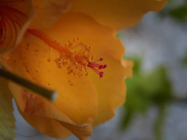 Макро Цветка Красивыми Цветами Деревне Подкова Almuecar Гранада Andalusia — стоковое фото