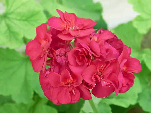 Naturaleza Muerta Hermosas Flores Con Colores Fantásticos — Foto de Stock