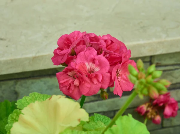 Still Life Beautiful Flowers Fantastic Colors — Stock Photo, Image