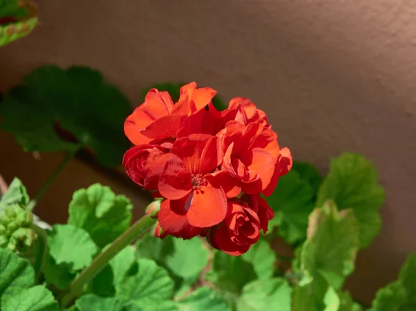 Stillleben Schöner Blumen Mit Fantastischen Farben — Stockfoto