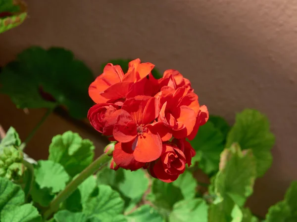 Ainda Vida Belas Flores Com Cores Fantásticas — Fotografia de Stock