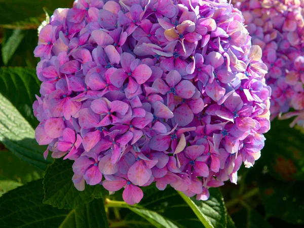 Yeşil yaprakları ve yağmur damlalarıyla ortanca