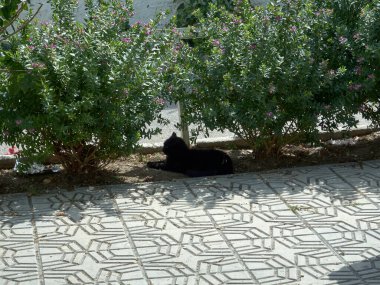 Sokak kedisi kestiriyor.