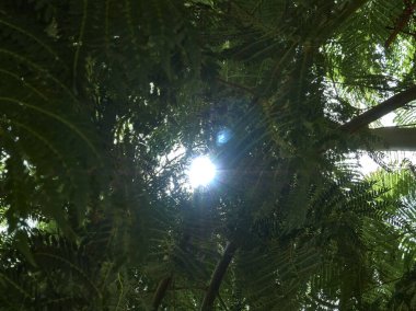 Yapraklı ağacın altında ışık