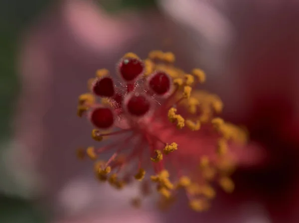 Endülüs Sokak Çiçekleri — Stok fotoğraf