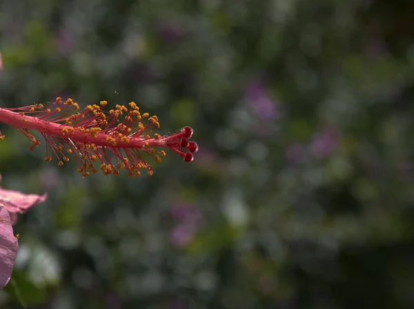 Endülüs Sokak Çiçekleri — Stok fotoğraf