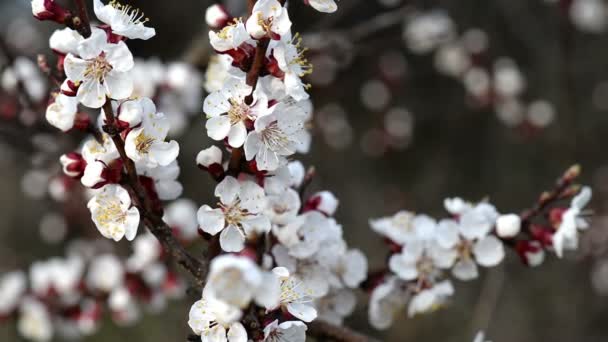 Fantásticas Flores Cereja Brunch Movendo Com Vento Dia Nublado Primavera — Vídeo de Stock