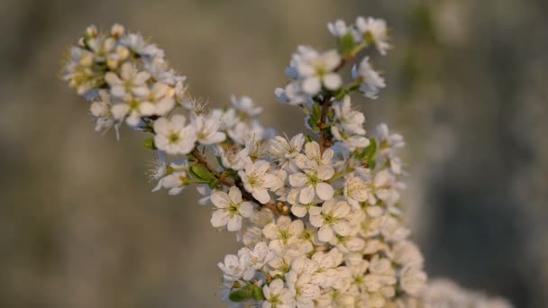 夕方には風で移動枝の野生の桜の花のクローズ アップ 背景に夕日を開始します イースター 結婚式 美しい春のビデオに最適 — ストック動画