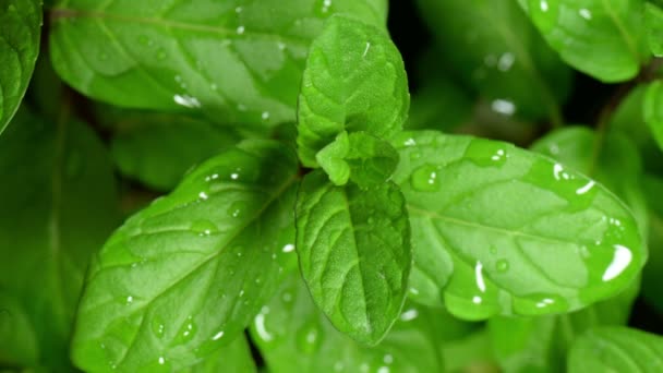 Primer Plano Menta Verde Mojada Seca Aire Período Tiempo — Vídeos de Stock