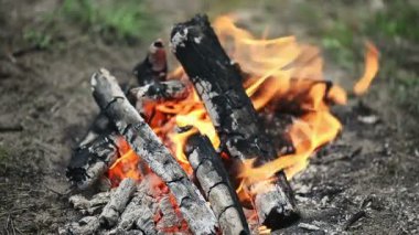 Ormandaki yerdeki küçük kamp şenlik ateşi. Yeşil çimen, yosun ve ağaç arka planda. Senin için güzel açık video.