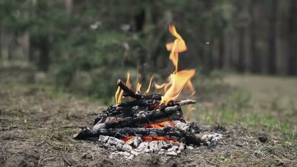 在春天的森林里燃烧着的小营地篝火的时光流逝 视频背面有树木 地面上有苔藓和草 — 图库视频影像