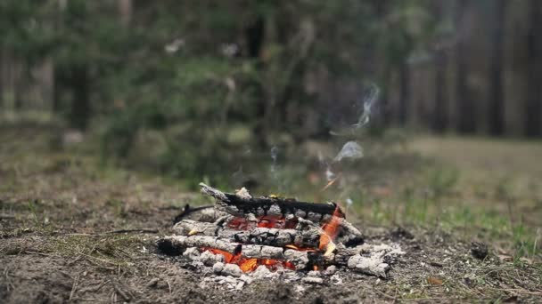 火炭はバーベキューの準備ができています ビデオや苔の裏に木や地面に草があります — ストック動画