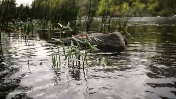 여름날 순수한 숲강에서 화살촉과 — 비디오