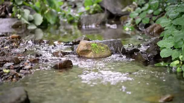 森林里的小山溪 河岸上的绿色灌丛 在中间的苔石 清洁饮用水 — 图库视频影像