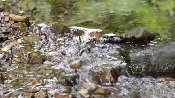 Little Rapids Mountain Stream Green Forest Reflect Water Shot Evening — Stock Video