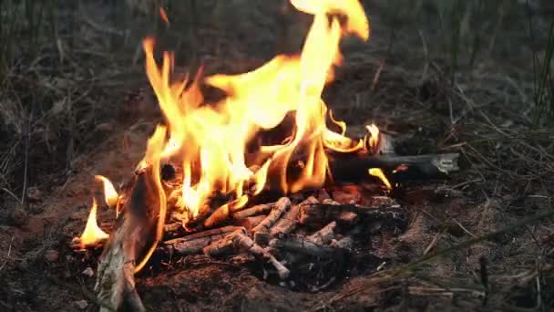 Şöminede Kamp Şenlik Ateşi — Stok video
