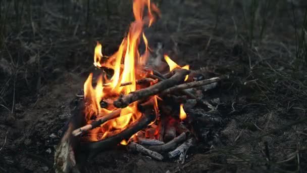 Poner Leña Fuego Chimenea Hoguera Campamento — Vídeo de stock