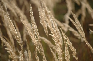 Çim üzerinde sabah çiy. Birçok spikelets. Doğa arka plan