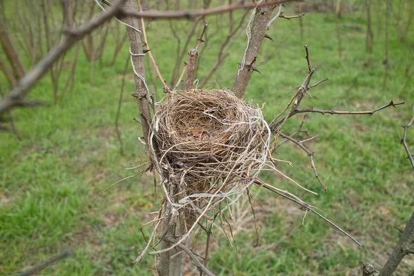 Empty bird nest in the spring.