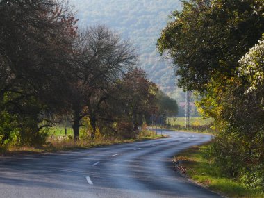 Asfalt yol ağaçları ile yaz aylarında