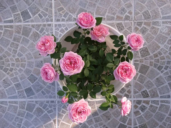 Top View of a Bucket of Pink Roses