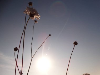 Kır çiçeği gündoğumu
