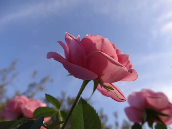 Romantikus Pink Rose Napfény — Stock Fotó