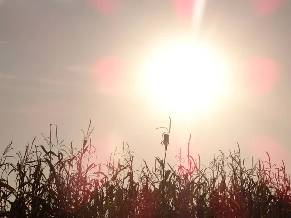 Cultivos Milho Contra Sol Brilhante Durante Pôr Sol — Fotografia de Stock