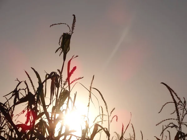 Cultivos Milho Contra Sol Brilhante Durante Pôr Sol — Fotografia de Stock