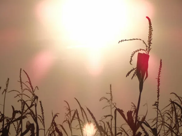 Cultivos Milho Contra Sol Brilhante Durante Pôr Sol — Fotografia de Stock