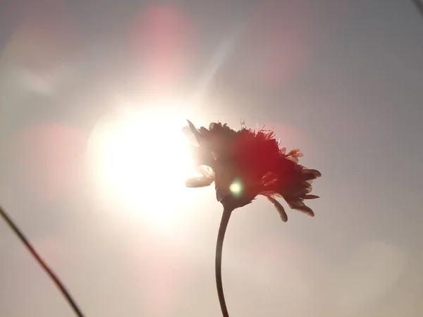 ดอกไม าตอนพระอาท — ภาพถ่ายสต็อก