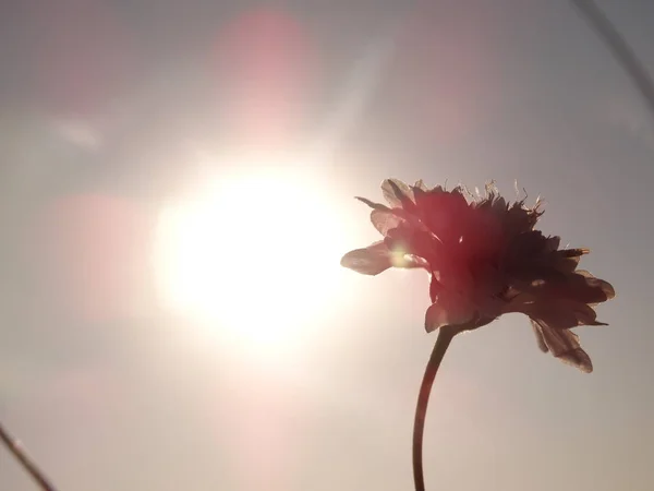 ดอกไม าตอนพระอาท — ภาพถ่ายสต็อก