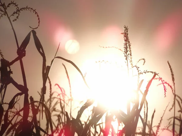 Cultivos Milho Contra Sol Brilhante Durante Pôr Sol — Fotografia de Stock