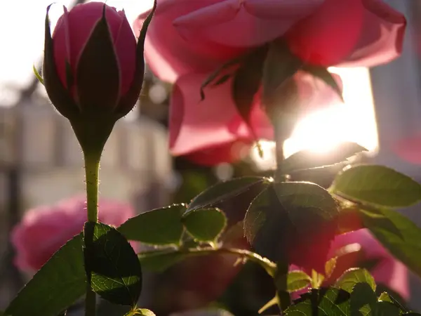 Rosa Romántica Rosa Luz Del Sol — Foto de Stock