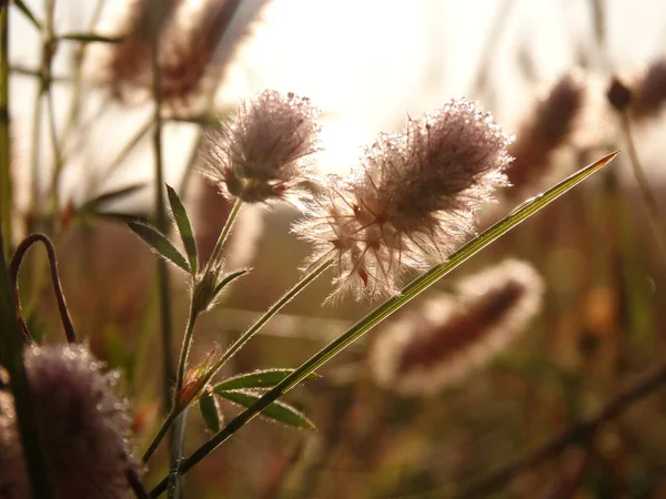 Fleur Sauvage Lever Soleil — Photo